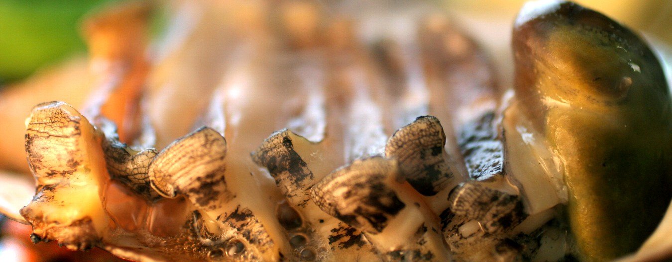 料理_スライド004